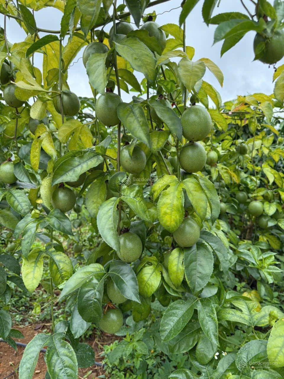 20250822102024-fbb0_wm