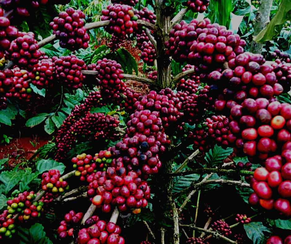 Đắk Lắk - Thủ phủ của cà phê