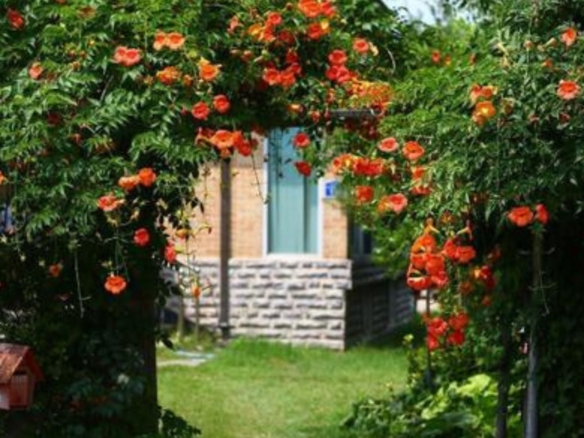 7 Mẫu Giàn Hoa Leo Trước Cổng Đẹp, Dễ Chăm Sóc