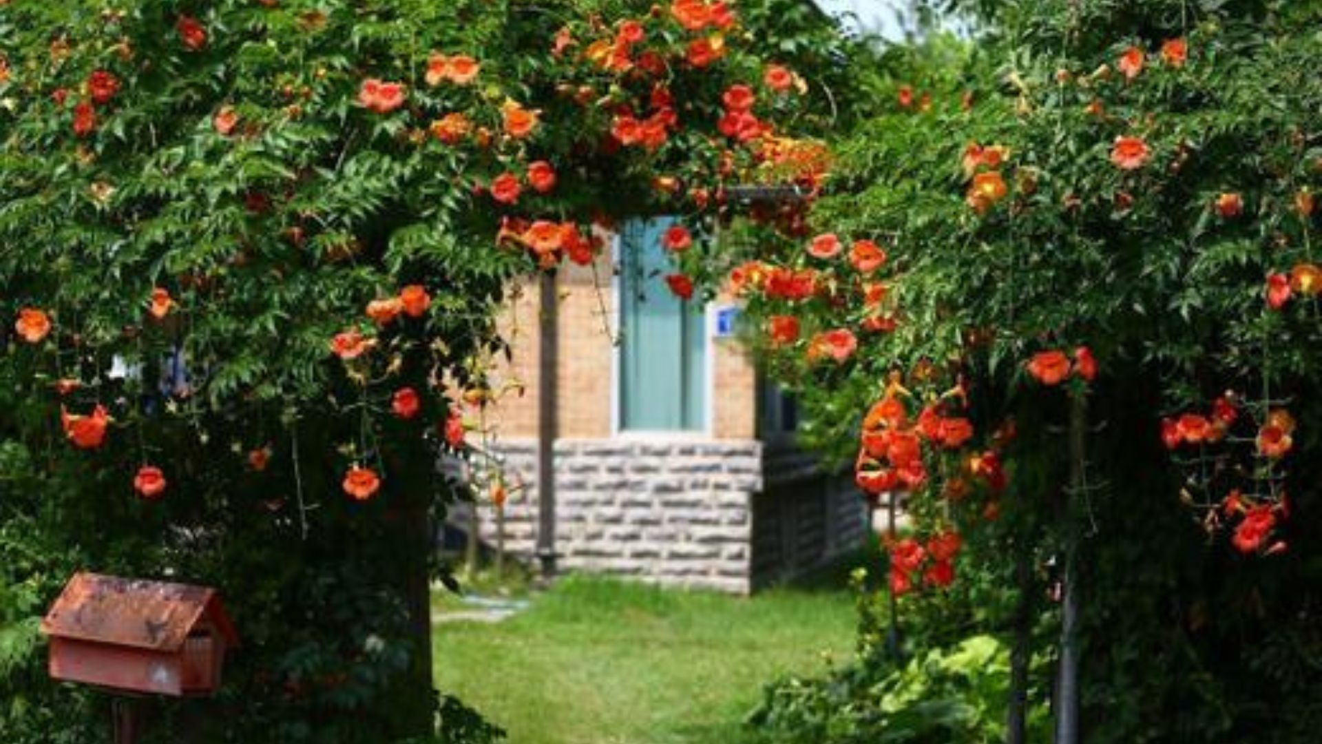 7 Mẫu Giàn Hoa Leo Trước Cổng Đẹp, Dễ Chăm Sóc