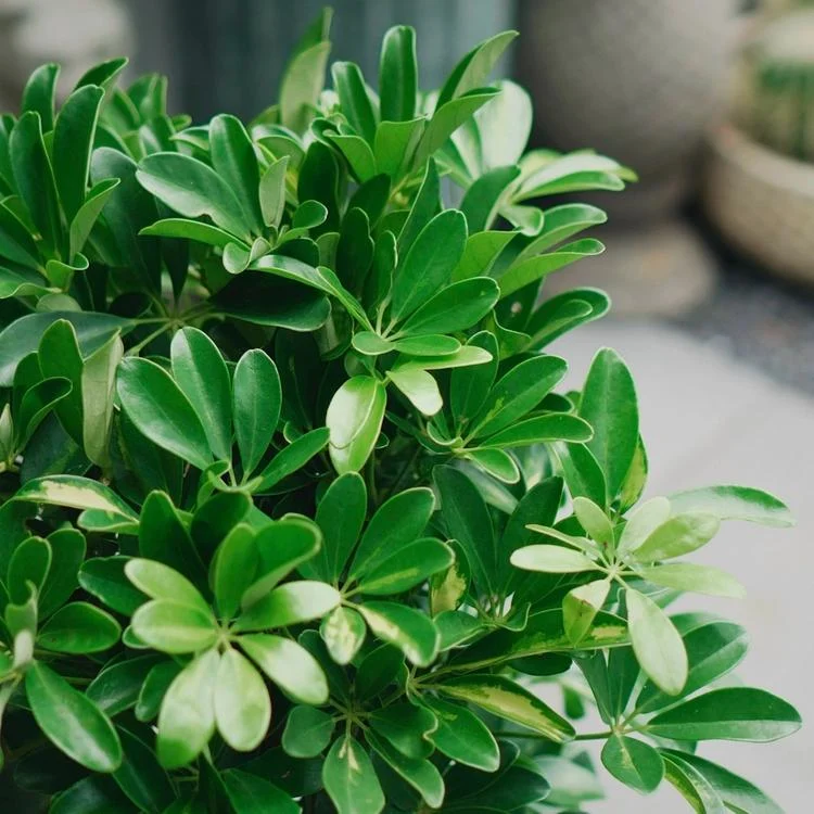 Hình ảnh lá cây ngũ gia bì.