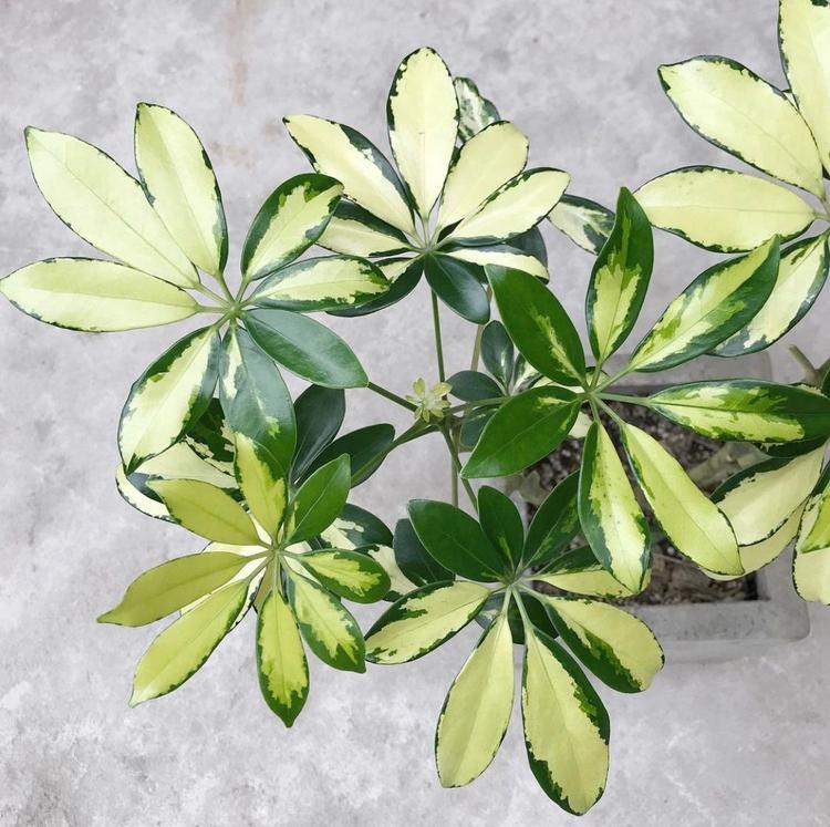 Cây ngũ gia bì cẩm thạch.